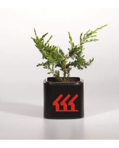 Ялівець звичайний Репанда | Juniperus communis Repanda | Можжевельник обыкновенный Репанда