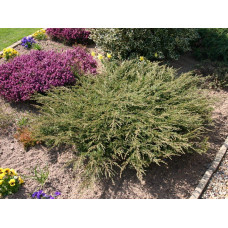 Ялівець звичайний Репанда | Juniperus communis Repanda | Можжевельник обыкновенный Репанда