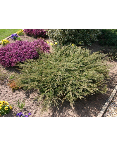 Ялівець звичайний Репанда | Juniperus communis Repanda | Можжевельник обыкновенный Репанда