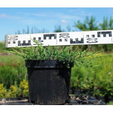Ялівець звичайний Репанда | Juniperus communis Repanda | Можжевельник обыкновенный Репанда