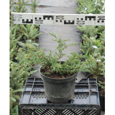 Ялівець звичайний Репанда | Juniperus communis Repanda | Можжевельник обыкновенный Репанда