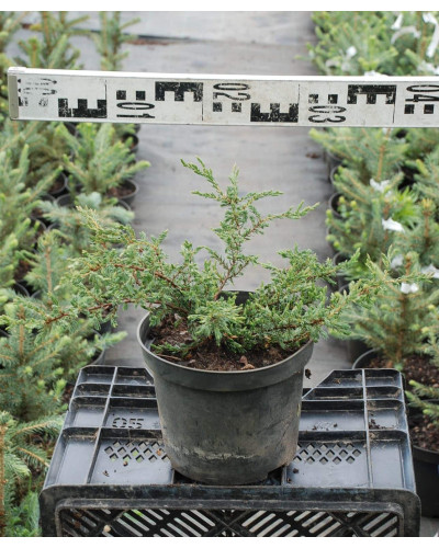Ялівець звичайний Репанда | Juniperus communis Repanda | Можжевельник обыкновенный Репанда