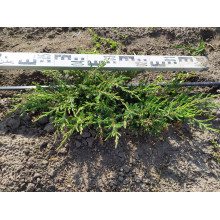 Ялівець звичайний Репанда | Juniperus communis Repanda | Можжевельник обыкновенный Репанда