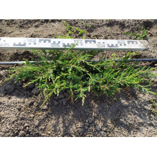 Ялівець звичайний Репанда | Juniperus communis Repanda | Можжевельник обыкновенный Репанда