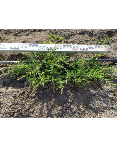 Ялівець звичайний Репанда | Juniperus communis Repanda | Можжевельник обыкновенный Репанда