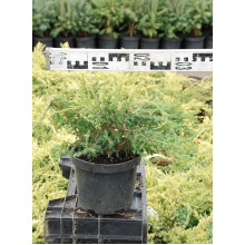 Ялівець звичайний Репанда | Juniperus communis Repanda | Можжевельник обыкновенный Репанда