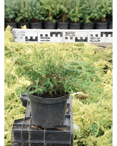 Ялівець звичайний Репанда | Juniperus communis Repanda | Можжевельник обыкновенный Репанда