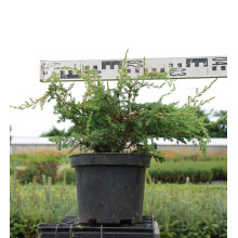 Ялівець звичайний Репанда | Juniperus communis Repanda | Можжевельник обыкновенный Репанда