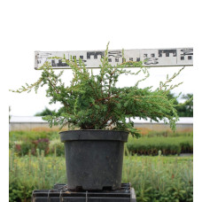 Ялівець звичайний Репанда | Juniperus communis Repanda | Можжевельник обыкновенный Репанда