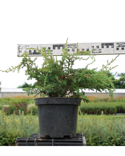 Ялівець звичайний Репанда | Juniperus communis Repanda | Можжевельник обыкновенный Репанда