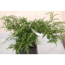 Ялівець звичайний Репанда | Juniperus communis Repanda | Можжевельник обыкновенный Репанда