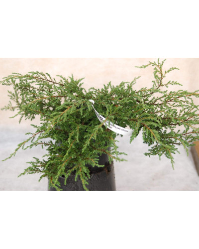 Ялівець звичайний Репанда | Juniperus communis Repanda | Можжевельник обыкновенный Репанда