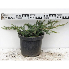 Ялівець звичайний Репанда | Juniperus communis Repanda | Можжевельник обыкновенный Репанда