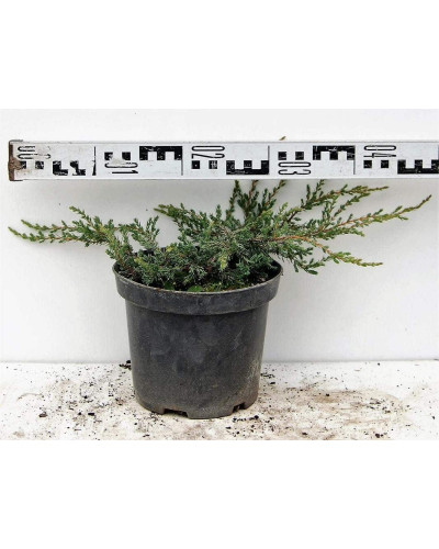 Ялівець звичайний Репанда | Juniperus communis Repanda | Можжевельник обыкновенный Репанда