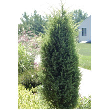 Ялівець звичайний колоновидний | Juniperus communis columnar | Можжевельник обыкновенный колоновидный