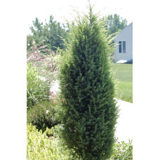 Ялівець звичайний колоновидний | Juniperus communis columnar | Можжевельник обыкновенный колоновидный