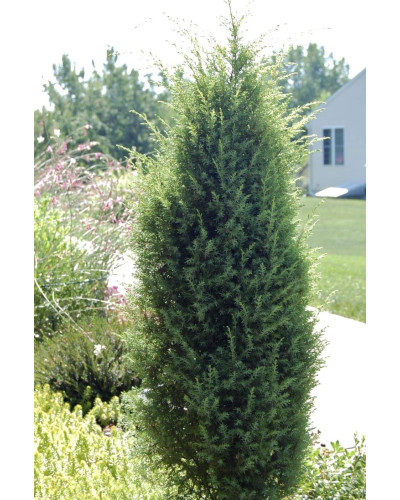 Ялівець звичайний колоновидний | Juniperus communis columnar | Можжевельник обыкновенный колоновидный