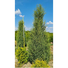 Ялівець звичайний колоновидний | Juniperus communis columnar | Можжевельник обыкновенный колоновидный