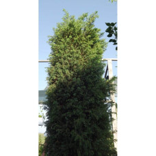 Ялівець звичайний колоновидний | Juniperus communis columnar | Можжевельник обыкновенный колоновидный