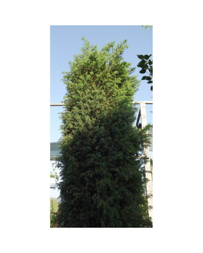 Ялівець звичайний колоновидний | Juniperus communis columnar | Можжевельник обыкновенный колоновидный