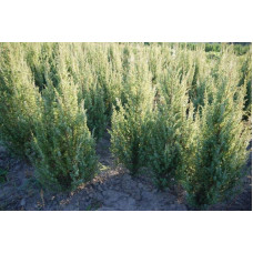 Ялівець звичайний колоновидний | Juniperus communis columnar | Можжевельник обыкновенный колоновидный