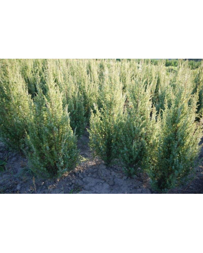 Ялівець звичайний колоновидний | Juniperus communis columnar | Можжевельник обыкновенный колоновидный