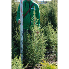 Ялівець звичайний колоновидний | Juniperus communis columnar | Можжевельник обыкновенный колоновидный