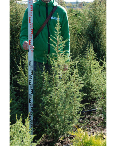 Ялівець звичайний колоновидний | Juniperus communis columnar | Можжевельник обыкновенный колоновидный