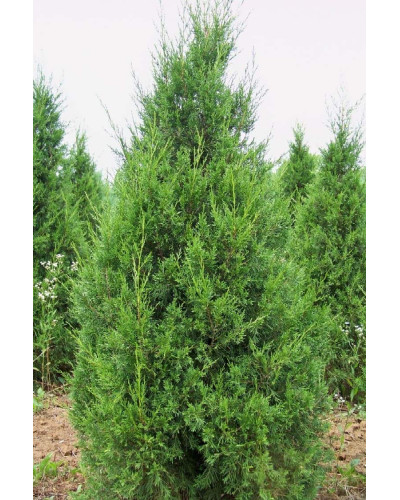 Ялівець звичайний колоновидний | Juniperus communis columnar | Можжевельник обыкновенный колоновидный