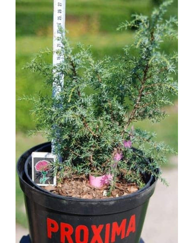 Ялівець звичайний колоновидний | Juniperus communis columnar | Можжевельник обыкновенный колоновидный