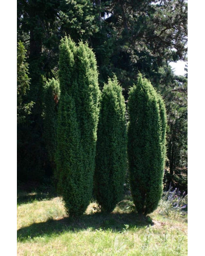 Ялівець звичайний колоновидний | Juniperus communis columnar | Можжевельник обыкновенный колоновидный