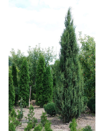 Ялівець звичайний колоновидний | Juniperus communis columnar | Можжевельник обыкновенный колоновидный
