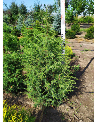 Ялівець звичайний колоновидний | Juniperus communis columnar | Можжевельник обыкновенный колоновидный