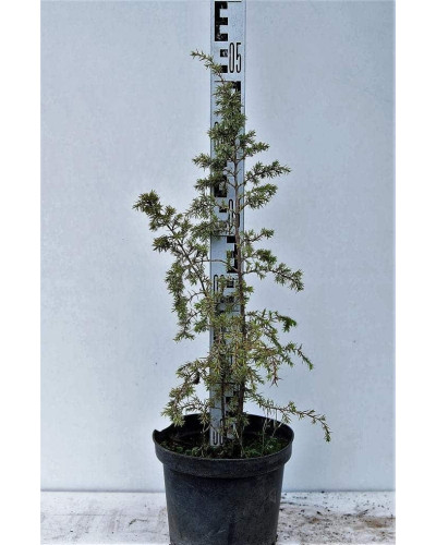 Ялівець звичайний колоновидний | Juniperus communis columnar | Можжевельник обыкновенный колоновидный