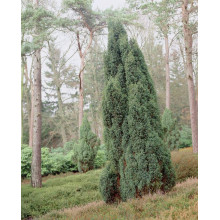 Ялівець звичайний колоновидний | Juniperus communis columnar | Можжевельник обыкновенный колоновидный
