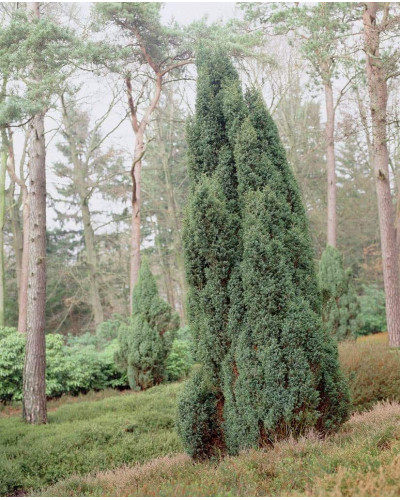 Ялівець звичайний колоновидний | Juniperus communis columnar | Можжевельник обыкновенный колоновидный