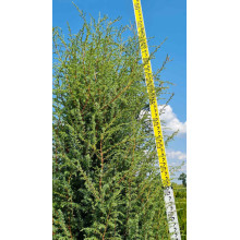 Ялівець звичайний колоновидний | Juniperus communis columnar | Можжевельник обыкновенный колоновидный