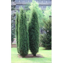 Ялівець звичайний колоновидний | Juniperus communis columnar | Можжевельник обыкновенный колоновидный
