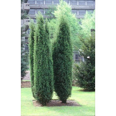 Ялівець звичайний колоновидний | Juniperus communis columnar | Можжевельник обыкновенный колоновидный