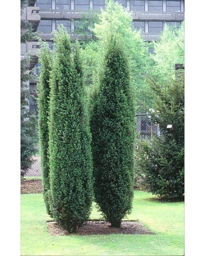 Ялівець звичайний колоновидний | Juniperus communis columnar | Можжевельник обыкновенный колоновидный