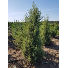 Ялівець звичайний колоновидний | Juniperus communis columnar | Можжевельник обыкновенный колоновидный