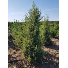 Ялівець звичайний колоновидний | Juniperus communis columnar | Можжевельник обыкновенный колоновидный