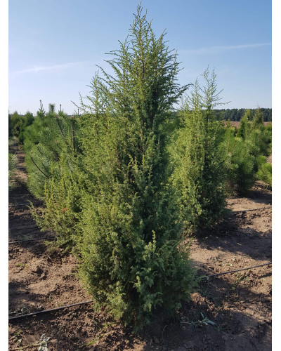 Ялівець звичайний колоновидний | Juniperus communis columnar | Можжевельник обыкновенный колоновидный