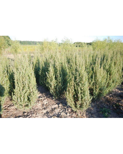 Ялівець звичайний колоновидний | Juniperus communis columnar | Можжевельник обыкновенный колоновидный