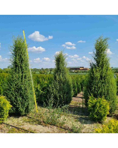 Ялівець звичайний колоновидний | Juniperus communis columnar | Можжевельник обыкновенный колоновидный