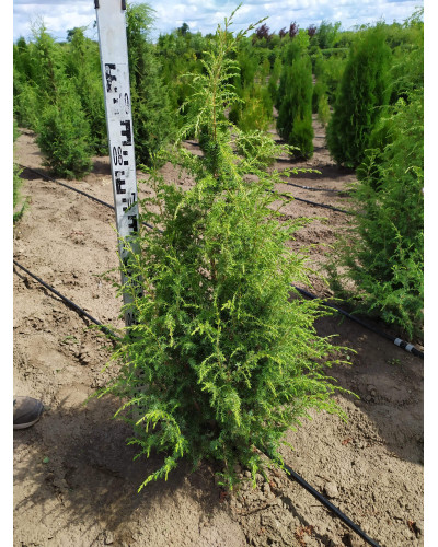 Ялівець звичайний колоновидний | Juniperus communis columnar | Можжевельник обыкновенный колоновидный