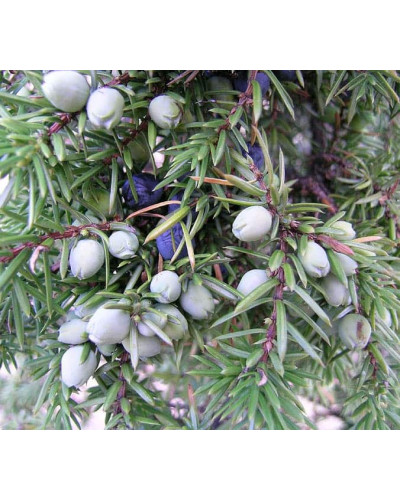 Ялівець звичайний колоновидний | Juniperus communis columnar | Можжевельник обыкновенный колоновидный
