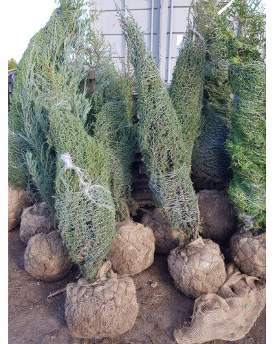 Ялівець звичайний колоновидний | Juniperus communis columnar | Можжевельник обыкновенный колоновидный