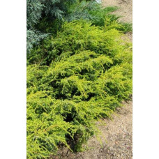 Ялівець звичайний Депресса Ауреа | Juniperus communis Depressa Aurea | Можжевельник обыкновенный Депресса Ауреа