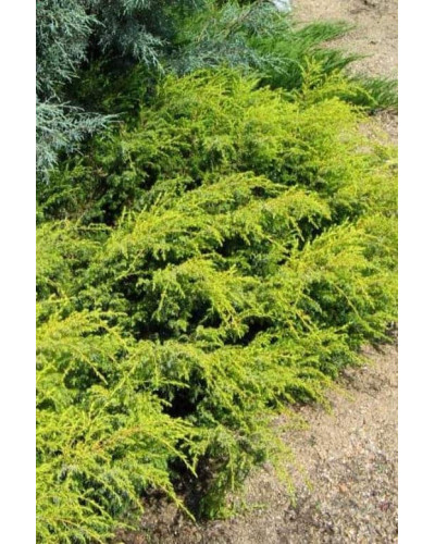 Ялівець звичайний Депресса Ауреа | Juniperus communis Depressa Aurea | Можжевельник обыкновенный Депресса Ауреа